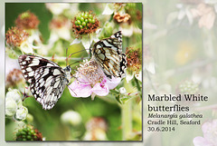 Marbled Whites - Chyngton - Seaford - 30.6.2014