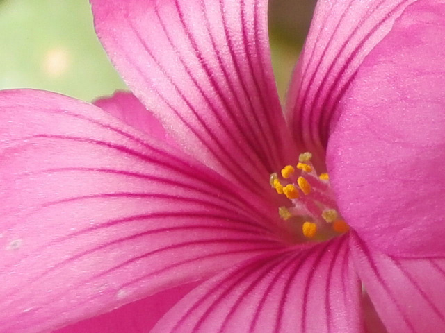 The wonderful markings on the pink flowers