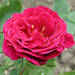 Rose fushia