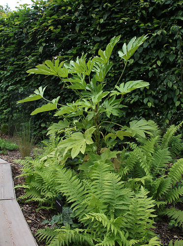 Dissection d'un jardin d'Eden-Fatsia japonica Dissection d'un jardin d'Eden-Fatsia japonica