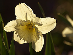 backlit daffodil
