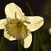 backlit daffodil
