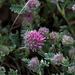 20140424 1707VRAw [D~BI] Berg-Wundklee (Anthyllis montana), Botanischer Garten, Bielefeld