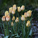 20140424 1705VRAw [D~BI] Tulpen, Botanischer Garten, Bielefeld