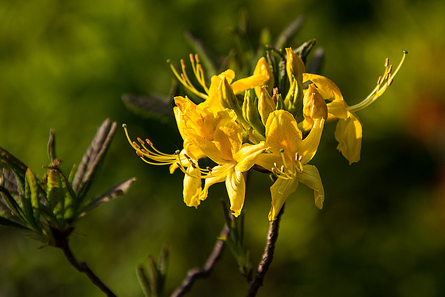 20140424 1696VRAw [D~BI] Rhododendron, Botanischer Garten, Bielefeld