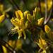 20140424 1695VRAw [D~BI] Rhododendron, Botanischer Garten, Bielefeld
