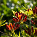 20140424 1694VRAw [D~BI] Rhododendron, Botanischer Garten, Bielefeld