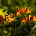 20140424 1693VRAw [D~BI] Rhododendron, Botanischer Garten, Bielefeld