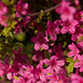 20140424 1692VRAw [D~BI] Rhododendron, Botanischer Garten, Bielefeld