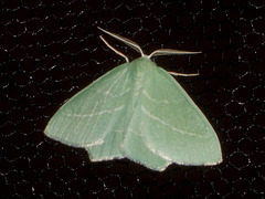 EsMj001 Hemistola chrysoprasaria (Small Emerald)