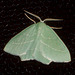 EsMj001 Hemistola chrysoprasaria (Small Emerald)
