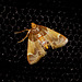 EsMj004 Pyralis farinalis (Meal Moth)