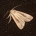 EsMj006 Leucania putrescens (Devonshire Wainscot)
