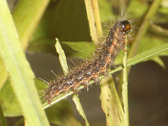 EsMj007 Cymbalophora pudica Young Larva