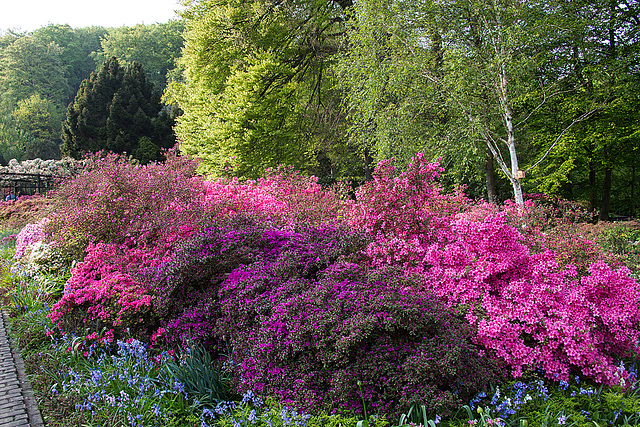 20140424 1687VRAw [D~BI] Rhododendron, Botanischer Garten, Bielefeld