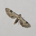 EsMj009 Eupithecia centaureata (Lime-speck Pug)