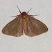 EsMj010 Ocneria rubea  (Male)