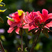 20140424 1686VRAw [D~BI] Rhododendron, Botanischer Garten, Bielefeld