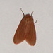 EsMj010 Ocneria rubea (Female)