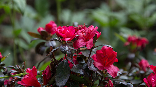 20140424 1685VRAw [D~BI] Rhododendron, Botanischer Garten, Bielefeld