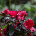 20140424 1685VRAw [D~BI] Rhododendron, Botanischer Garten, Bielefeld