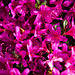 20140424 1681VRAw [D~BI] Honigbiene, Rhododendron, Botanischer Garten, Bielefeld
