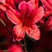 20140424 1680VRAw [D~BI] Rhododendron, Botanischer Garten, Bielefeld