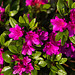 20140424 1679VRAw [D~BI] Rhododendron, Botanischer Garten, Bielefeld