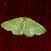 EsMj017 Microloxia herbaria