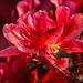 20140424 1678VRAw [D~BI] Rhododendron, Botanischer Garten, Bielefeld