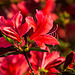20140424 1677VRAw [D~BI] Rhododendron, Botanischer Garten, Bielefeld