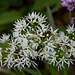 20140424 1676VRAw [D~BI] Bärlauch (Allium ursinum), Botanischer Garten, Bielefeld