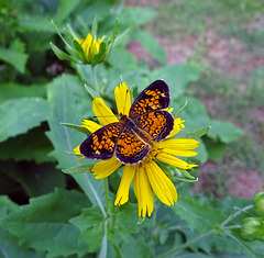 Pearl Crescent (f) butterfly (Phyciodes thares)