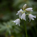 20140424 1670VRAw [D~BI] Hasenglöckchen (Hyacinthoides hispanica 'La Grandesse'), Botanischer Garten, Bielefeld