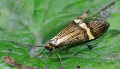 Moth.Nemophora degeerella