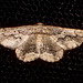 EsMj034 Menophra japygiaria