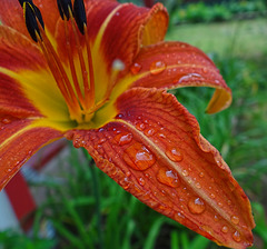 First Orange Day Lily this year ~ One petal
