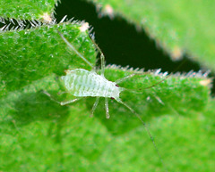 Aphid?