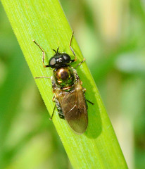 Soldier Fly.Chloromyia formosa