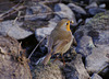 Robin with snack