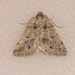 EsMj066 Petrophora binaevata