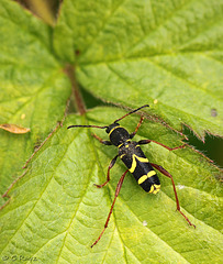 Wasp Beetle - Clytus arietis
