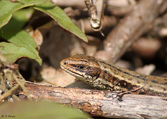 Common Lizard Lacerta Zootoca vivipara