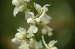 Early Purple Orchid White Form