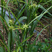 Le jardin déchêné -Carex grayi