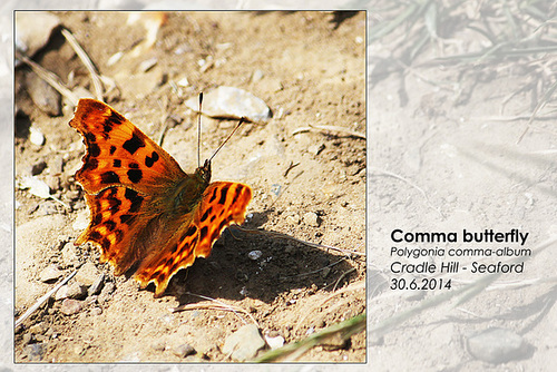 Comma butterfly - Chyngton - Seaford - 30.6.2014