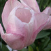 Pale pink tulip