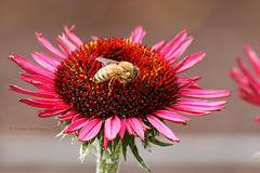 Blume mit Biene (Wilhelma)