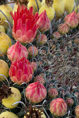 barrel cactus flowers