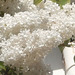 The white blossom smells gorgeous